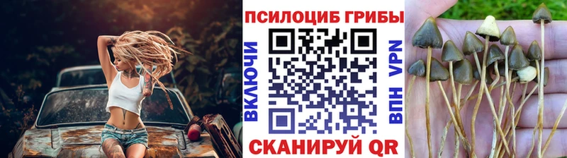 купить   Бийск  Псилоцибиновые грибы Cubensis 